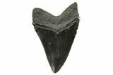 Serrated, Fossil Megalodon Tooth - South Carolina #375846-1